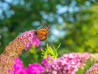 Monarch butterfly,Danaus plexippus