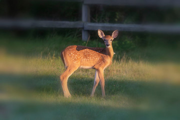 Naklejka na ściany i meble The white-tailed deer (Odocoileus virginianus) on the meadow