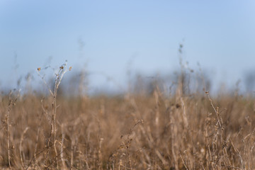 Closeup dry field grass on blurred background. Minimal depth of field. Early spring on photo.