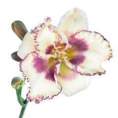 Plakat Daylily (Hemerocallis) white flower close-up isolated on white background