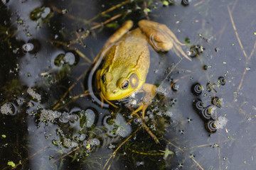 The American bullfrog (Lithobates catesbeianus or Rana catesbeiana) is native to eastern North America.