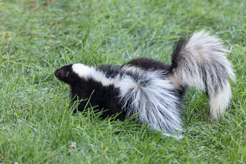 Naklejka premium The striped skunk (Mephitis mephitis) near the human dwelling. 