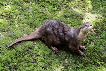 Zwergotter (Aonyx cinerea), manchmal auch als Kurzkrallenotter