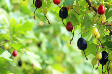 black currant berries on a Bush