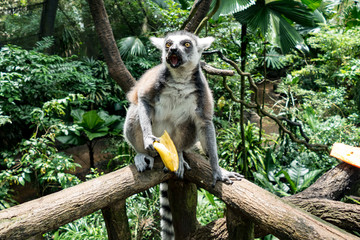 Lemuren (Lemuriformes, von lat. Lemures „Schattengeister der Verstorbenen“ und forma „Gestalt“)