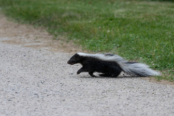 The striped skunk  (Mephitis mephitis)  near the human dwelling. 