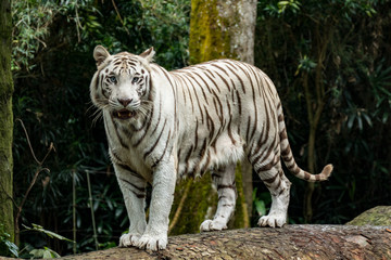 Weißer Tiger