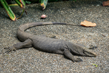  Singapur Zoo