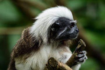 Affe Singapur Zoo
