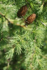 Fototapeta na wymiar Young green spruce with cones in sunny day