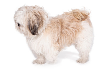 Shih tzu, 8 months old, sitting