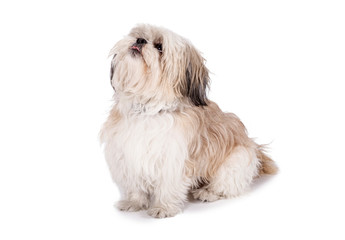 Shih tzu, 8 months old, sitting