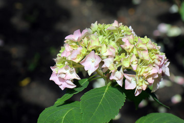 pink hydrangea on a beautiful green background