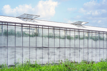 Glasshouses or greenhouses for growing vegetables. On the outside of the greenhouses in The Netherlands. High tech industrial production of vegetables and flowers.