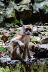 Makaken (Macaca)