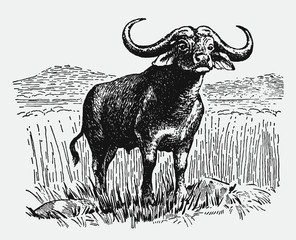 African cape buffalo syncerus caffer standing in landscape between tall grasses. Illustration after antique engraving from early 20c. - obrazy, fototapety, plakaty