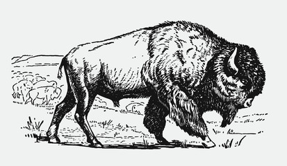 American plains bison bull walking in front of the herd © M