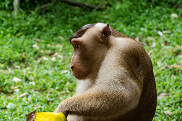 Affe stielt essen 