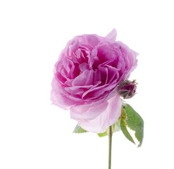 Pink tea rose flower against white background.