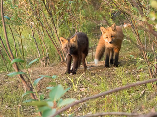 Curious Red Fox and Cross Fox Kits