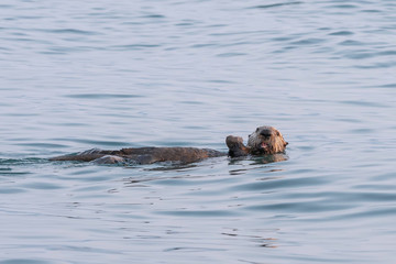 Fototapeta premium Alaskan Sea Otter Eating a Crab