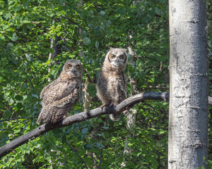Obraz premium Fledgling Great Horned Owls