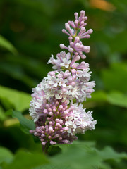 Obraz premium Blooming Pink Lilac 