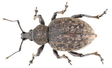 Otiorhynchus ligustici, known as the alfalfa snout beetle or lovage weevil, is a species of...
