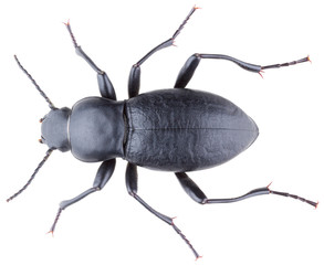 Anatolica subquadrata is a species of darkling beetle in the family Tenebrionidae. Dorsal view of isolated darkling beetle on white background.