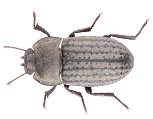 Opatrum sabulosum is a species of darkling beetle in the family Tenebrionidae. Dorsal view of isolated darkling beetle on white background.
