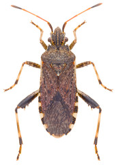 Ceraleptus gracilicornis is a genus of leaf-footed bugs in the family Coreidae. Leaf-footed bug isolated on white background.
