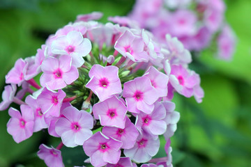 Phlox flowers on a beautiful green background