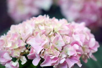 pink hydrangea on a beautiful green background