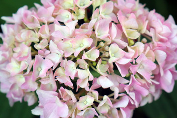 pink hydrangea on a beautiful green background