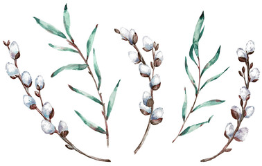 Watercolor clip-art of pussy willow branches. Illustration. - obrazy, fototapety, plakaty