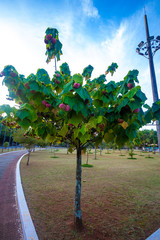 Arvore no Jardim