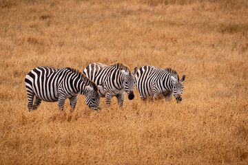 Fototapeta na wymiar Three zebras grazing in a golden grassland in California one with a bird on its back.