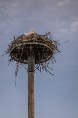 Knokke-Heist, Flanders, Belgium -  June 18, 2019: Zwin Bird Refuge. Closeup of adult stork sitting on nest made on top of pillar against blue sky.