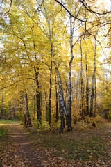 View of the autumn forest with yellow foliage.