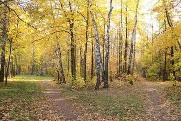 View of the autumn forest with yellow foliage.