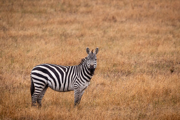 Fototapeta na wymiar A side view of one zebra in a golden grassland in California looking forward.