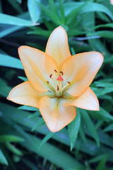 Fototapeta premium orange Lily on a beautiful green background
