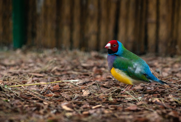 Gouldian Lady rainbow finch bird in cage close up nature birn wild life 
