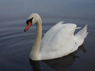 swan on lake