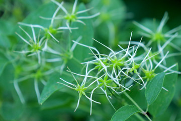 beautiful flowers on green background