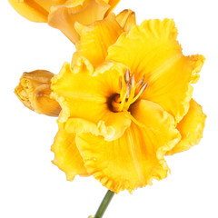 Daylily (Hemerocallis) bright yellow flower close-up isolated on white background