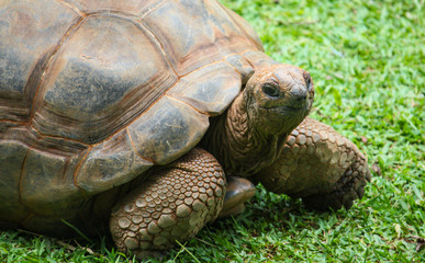 Aldabra Giant Tortoise (Geochelone gigantea), a giant species of Tortoise native to the Aldabra Islands in the Indian ocean.