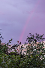 storks and rainbow  environment national  bird
