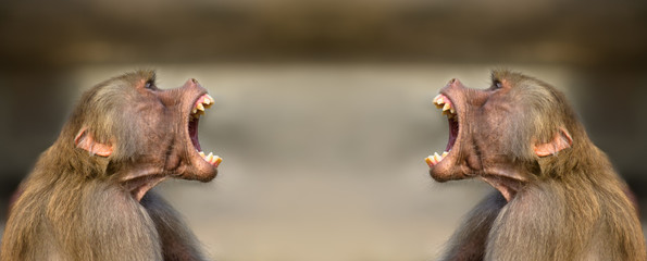 Baboon monkeys (Pavian, genus Papio) screaming out loud with large open mouths and showing...