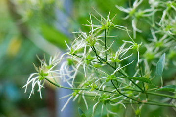 beautiful flowers on green background